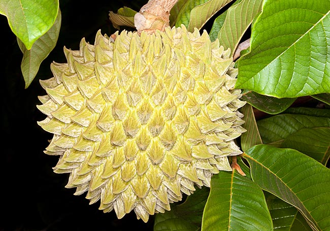 Annona purpurea fruit is a syncarp born from the fusion of more fruits grown together © Giuseppe Mazza