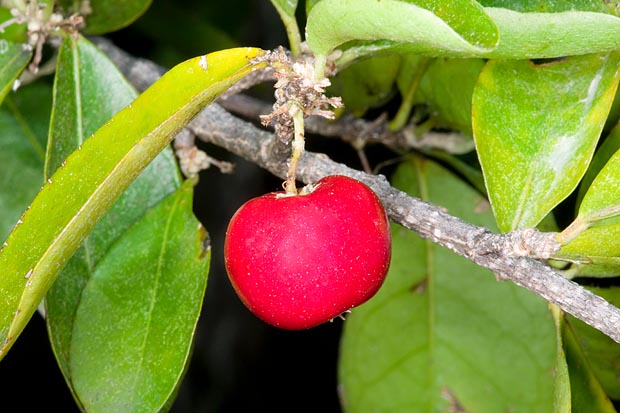 La Malpighia glabra est un arbuste de 3 à 5 m aux fruits de 1 à 2 cm, très riches en vitamine C © G. Mazza