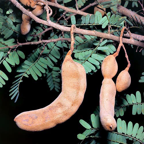 The fruit, rich in vitamin C, is a 5-18 cm brownish pod © Giuseppe Mazza