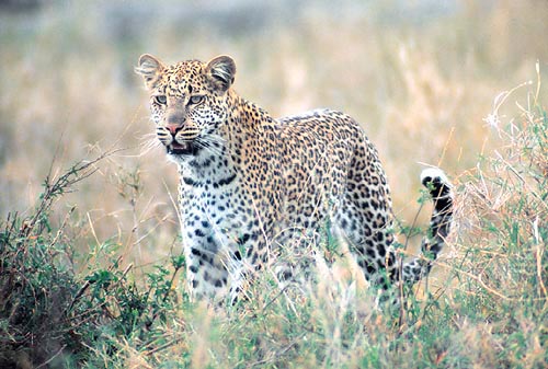 El leopardo tiene una gran capacidad de adaptación alimenticia © Giuseppe Mazza