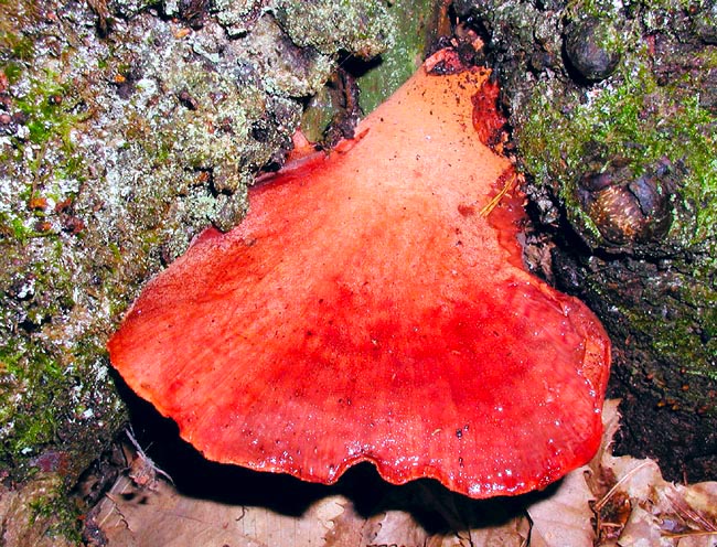 The Fistulina hepatica Latin name rightly recalls the liver, the current one the ox tongue © Giuseppe Mazza
