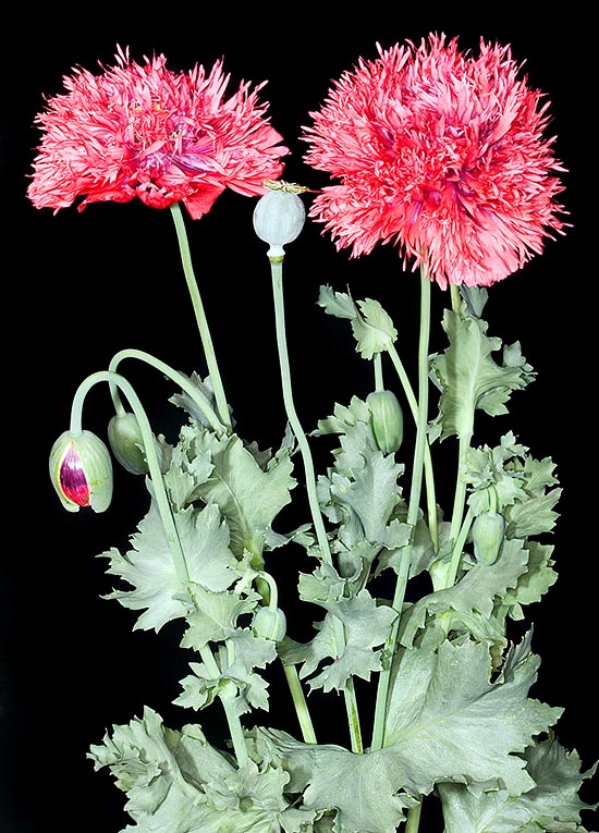 Papaver somniferum, Papaveraceae, Pavot domestique, Pavot à opium 