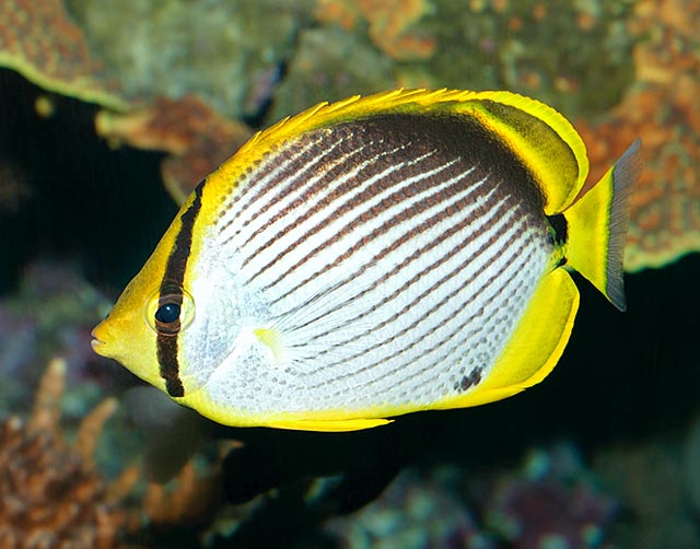 Chaetodon melannotus, Pez mariposa a manchas negras, Chaetodontidae Chaetodon melannotus, Pez mariposa de dorso negro, Pez mariposa a manchas negras, Chaetodontidae