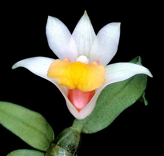 La souriante fleur de Dendrobium bellatulum semble issue d’un conte de fée © Giuseppe Mazza