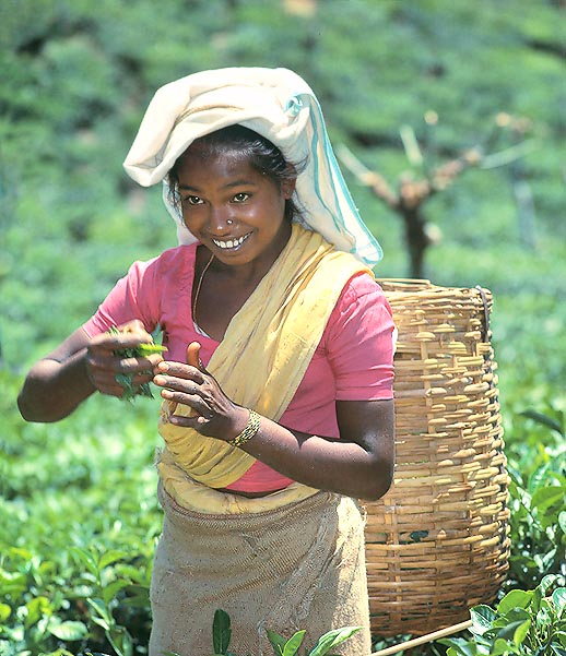Le thé noir, comme le vert ou le oolong proviennent du traitement des feuilles © Mazza