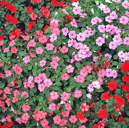 Impatiens walleriana, Balsaminaceae, balsamine, impatiente des jardins