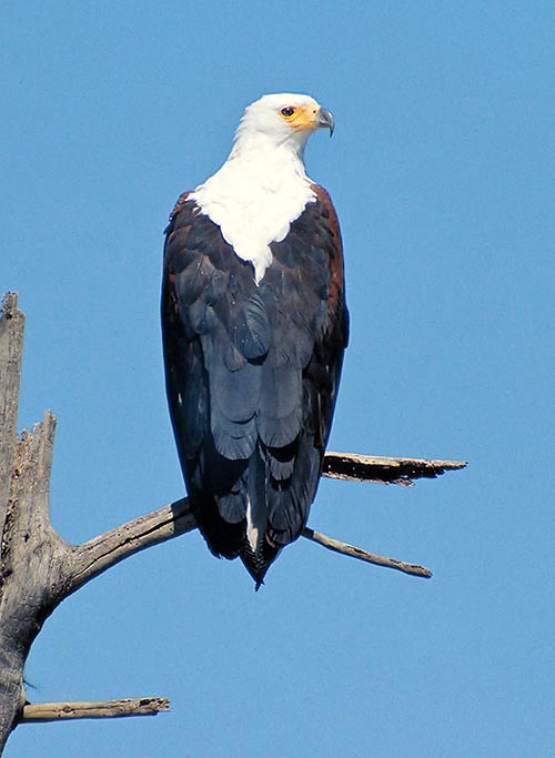 The African fish eagle or Screaming eagle (Haliaeetus vocifer) spends most of the day on a branch over the water, from which it can take off easily to catch a fish © G. Mazza