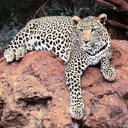 In Africa il Panthera pardus viene chiamato leopardo, in Asia pantera © Mazza