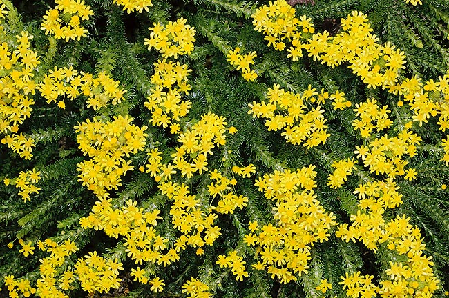 Euryops virgineus in winter-spring covers with a crowd of small flowers © Giuseppe Mazza