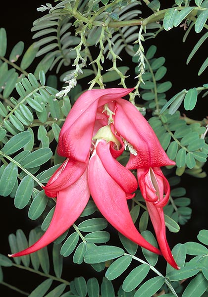 The Clianthus puniceus is highly endangered in the wild © Giuseppe Mazza