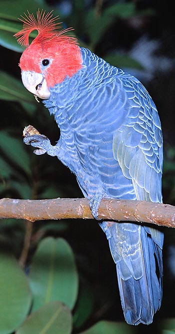 In the wild, they peck for the whole day © Giuseppe Mazza