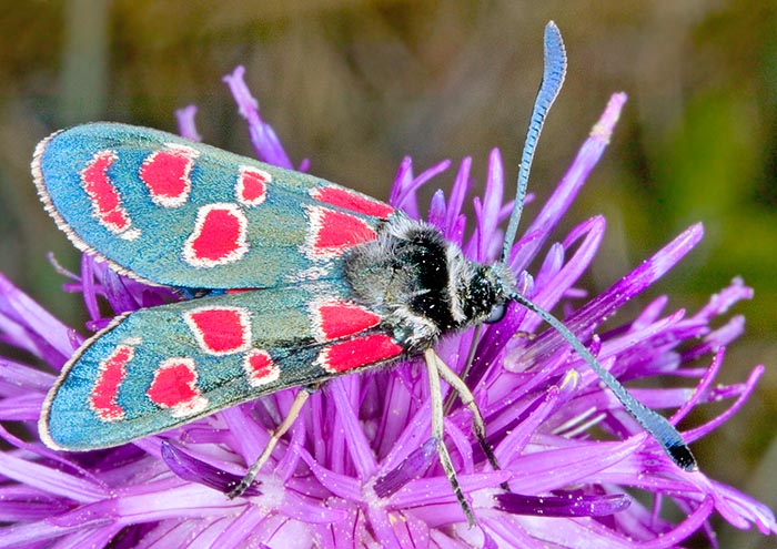 Full of poison, Zygaena carniolica is common in Europe and Central Asia up to Siberia © Giuseppe Mazza