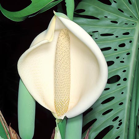 Inflorescence de 20 à 25 cm. Le goût du fruit rappelle l'ananas et la banane © Giuseppe Mazza