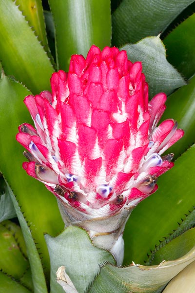 Inflorescencia de Quesnelia arvensis © Giuseppe Mazza