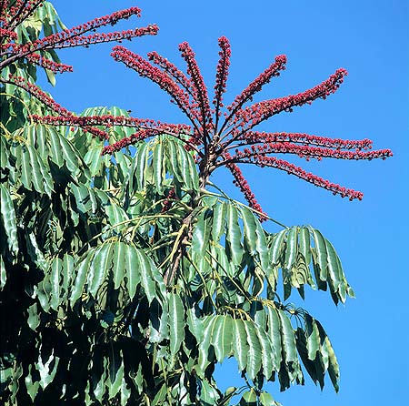 Inflorescencia de Schefflera actinophylla © Giuseppe Mazza