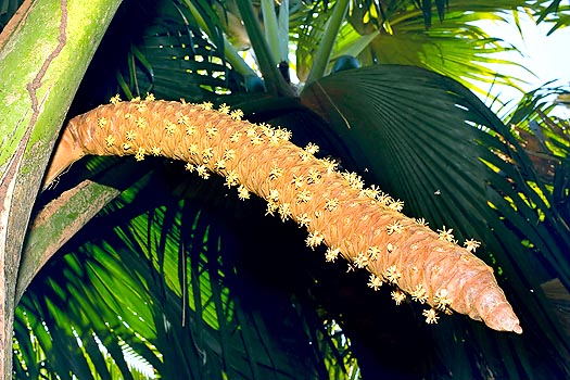 Inflorescencia masculina de Lodoicea maldivica © Giuseppe Mazza