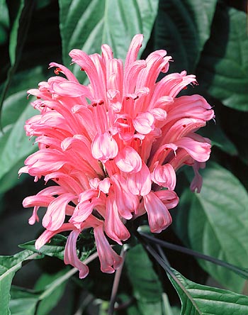 Plante d'intérieur et de jardin fleurissant sous climat doux © Giuseppe Mazza