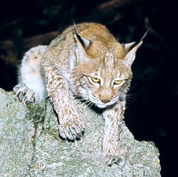 Lynx lynx - Monaco Nature Encyclopedia