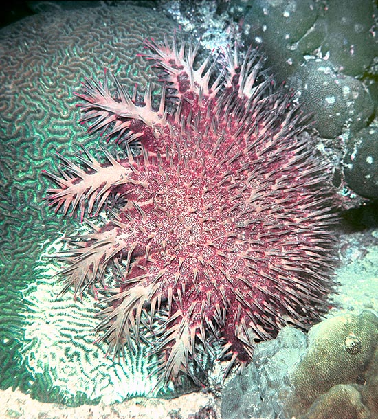 La Acanthaster planci tiene espinas venenosas y se alimenta de pólipos de coral a expensas del arrecife © Giuseppe Mazza