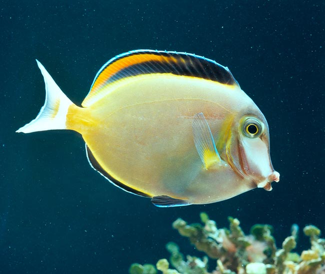 Acanthurus japonicus, Poisson chirurgien japonais, Acanthuridae Acanthurus japonicus, Poisson chirurgien japonais, Acanthuridae