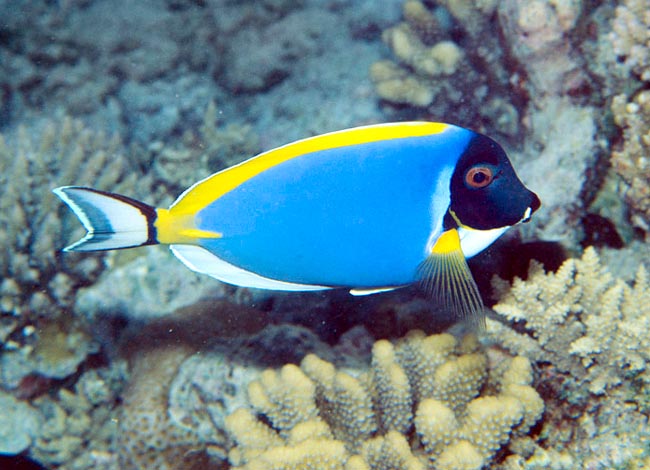 Acanthurus leucosternon, Powderblue surgeonfish, Acanthuridae. Acanthurus leucosternon, Powderblue surgeonfish, Acanthuridae.