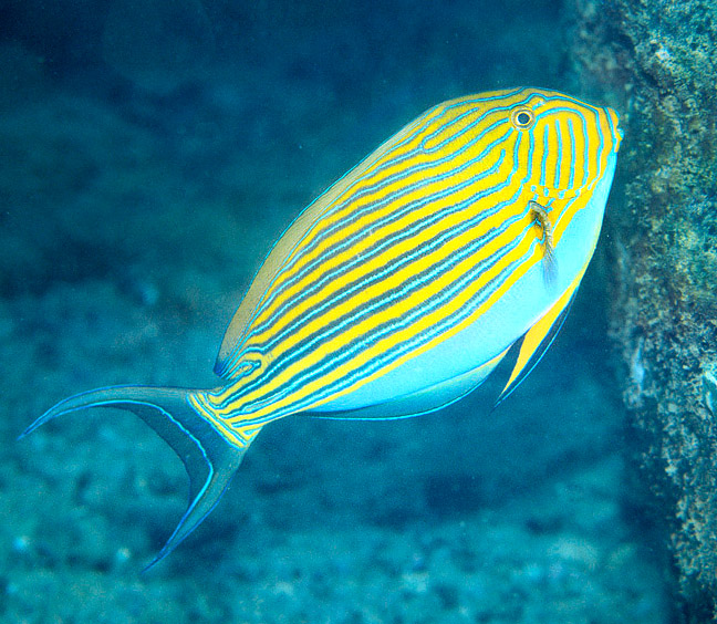 Acanthurus lineatus, Lined surgeonfish, Acanthuridae Acanthurus lineatus, Lined surgeonfish, Acanthuridae