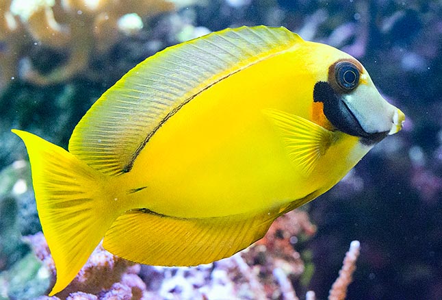 Acanthurus pyroferus goes through three liveries. The young, wholly yellow, graze with the Centropyge © Mazza