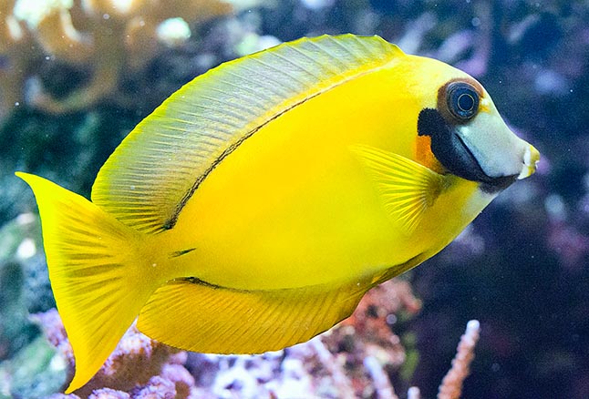 Acanthurus pyroferus, Acanthuridae, Poisson chirurgien chocolat, Chirurgien porteur de feu Acanthurus pyroferus, Acanthuridae, Poisson chirurgien chocolat, Chirurgien porteur de feu