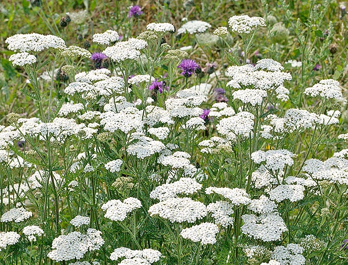 Achillea millefolium is a common species in European meadows up to about 2200 m © Giuseppe Mazza
