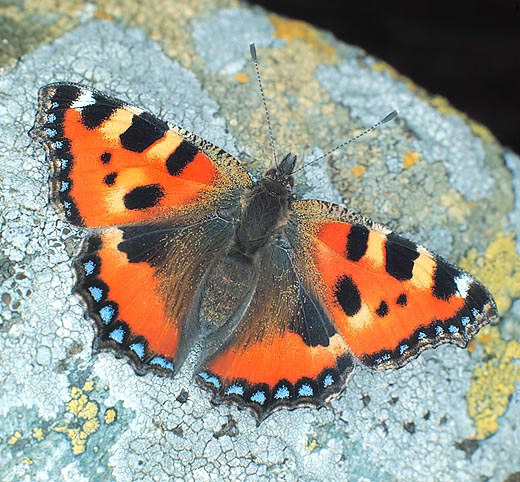 La Aglais urticae alcanza grandes altitudes, calentándose al sol sobre las rocas © G. Mazza