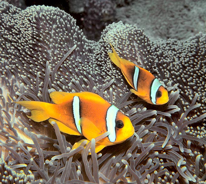 Amphiprion bicinctus, Pez Payaso del Mar Rojo, Pomacentridae Amphiprion bicinctus, Pez Payaso del Mar Rojo, Pomacentridae