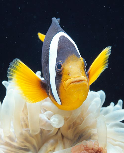 Amphiprion clarkii, Pez Payaso de Clark, Pomacentridae Amphiprion clarkii, Pez Payaso de Clark, Pomacentridae