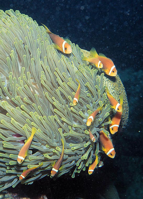 Amphiprion nigripes, Pomacentridae, Pez Payaso de las Maldivas Amphiprion nigripes, Pomacentridae, Pez Payaso de las Maldivas