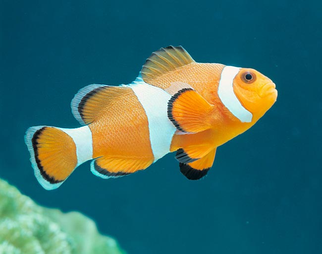 Amphiprion Ocellaris Monaco Nature Encyclopedia