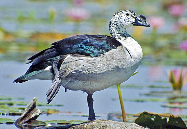 The Comb duck (Sarkidiornis melanotos) has a vast pan-tropical distribution © Giuseppe Mazza