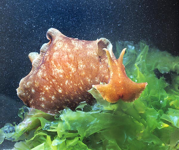 Aplysia fasciata is a sea gastropod fairly common in Mediterranean © Giuseppe Mazza