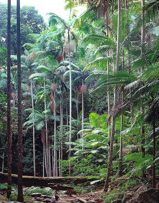 Dans son milieu naturel l‘Archontophoenix cunninghamiana forme des denses forêts © Mazza