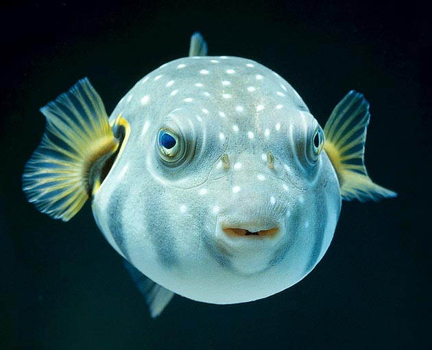 Arothron hispidus, Tetraodontidae, Pesce riccio Arothron hispidus, Tetraodontidae, Pesce riccio