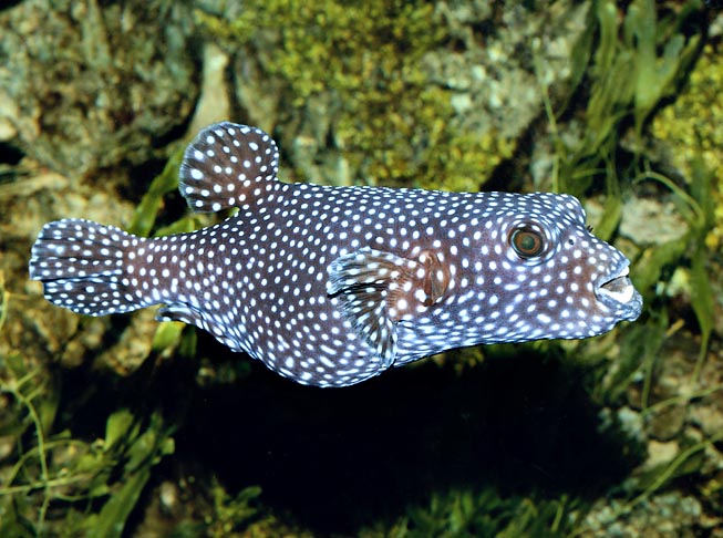 Arothron meleagris, Tetraodontidae, Tamboril Negro Arothron meleagris, Tetraodontidae, Tamboril Negro