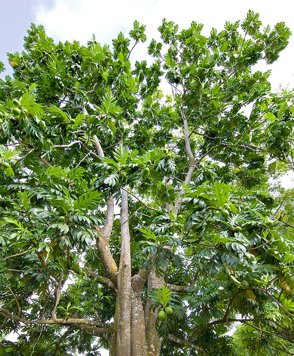 Nei climi tropicali umidi l'Artocarpus altilis raggiunge i 25 m con fusti di 30-120 cm © Giuseppe Mazza