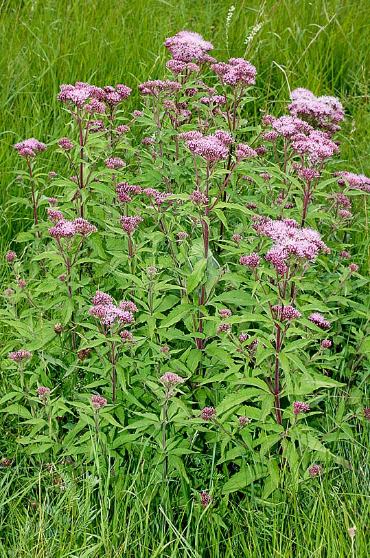 The Eupatorium cannabinum blooms from June to November along the ditches © Giuseppe Mazza