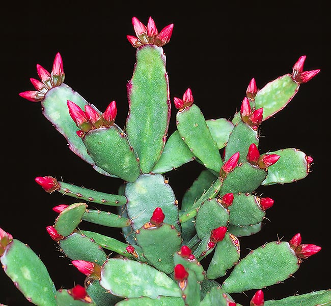 L'Hatiora rosea ha dato origine a molti ibridi con l’Hatiora gaertneri © Giuseppe Mazza