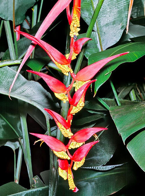 Heliconia collinsiana, Heliconiaceae, Hanging heliconia 