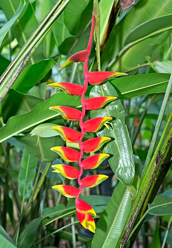 Heliconia rostrata can be 5 m tall with 80 cm inflorescences © Giuseppe Mazza