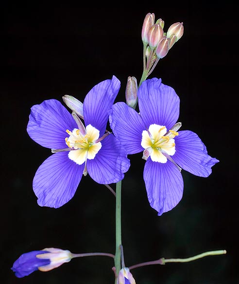 The Heliophila corocopifolia is maybe the nicest extant brassica © Giuseppe Mazza