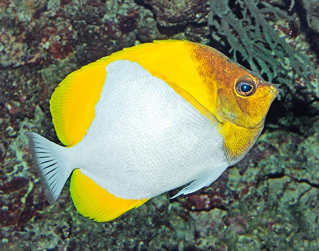 L’Hemitaurichthys polylepis est un poisson papillon atypique qui vit en groupe sur le bord des récifs © Mazza