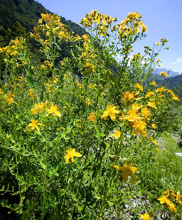 Hypericum perforatum is now present in the whole world temperate climate zones © Giuseppe Mazza