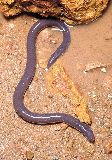 The Ichthyophis glutinosus lives in muddy soils and in swamps © Giuseppe Mazza