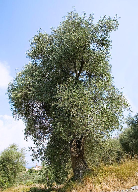 El Olea europaea puede alcanzar los 15 m de altura, con ejemplares de 2000 años © G. Mazza
