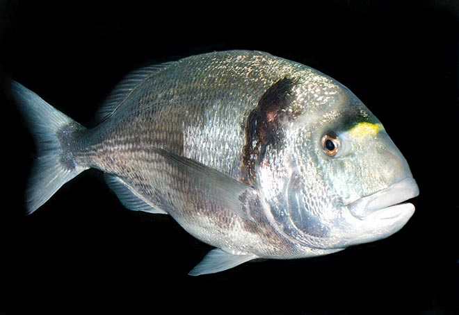 The gilt head bream (Sparus auratus) is characterized, as the name says, by a golden dot between the eyes © Giuseppe Mazza
